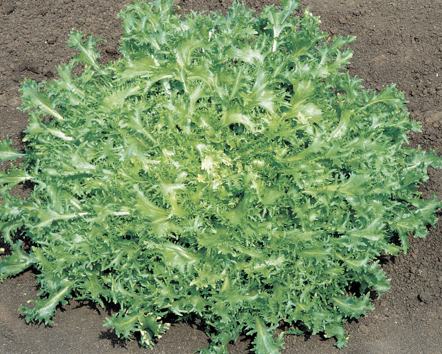 Σπόροι Αντίδι SILVA  5.000 PILLS Σπόροι Κηπευτικών uniqueagro.eu