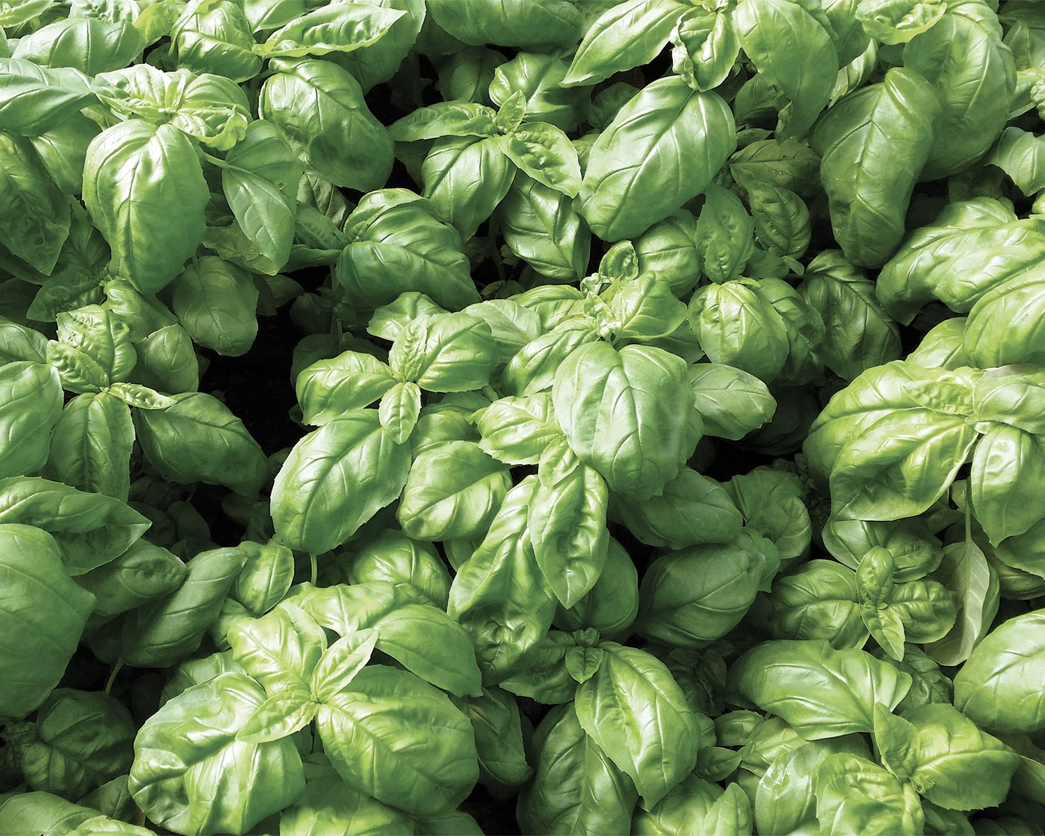 Σπόροι Βασιλικού WINNER – 500 ΓΡΑΜΜΑΡΙΩΝ Σπόροι Κηπευτικών uniqueagro.eu