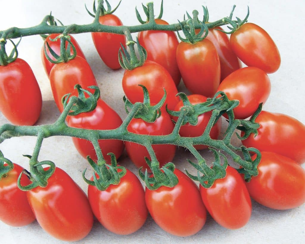 Σπόροι Τομάτας DATTER F1 – 1.000 PILLS Σπόροι Τομάτα Αναρριχώμενη uniqueagro.eu