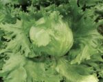 Σπόροι Μαρούλι Iceberg PLANET – 5.000 PILLS Σπόροι Κηπευτικών uniqueagro.eu