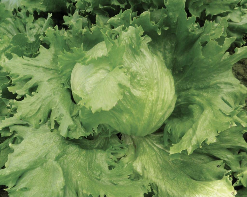 Σπόροι Μαρούλι Iceberg PLANET – 5.000 PILLS Σπόροι Κηπευτικών uniqueagro.eu