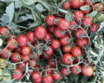 Σπόροι Τομάτας PRIMITIVO F1 – 5.000 PILLS Σπόροι Κηπευτικών uniqueagro.eu