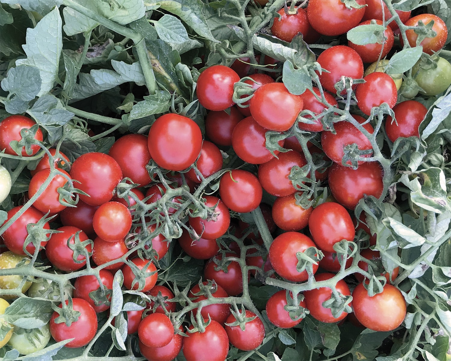 Σπόροι Μαρούλι Iceberg PLANET – 5.000 PILLS Σπόροι Κηπευτικών uniqueagro.eu