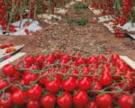 Σπόροι Τομάτας SINNER F1 – 1.000 ΣΠΟΡΩΝ Σπόροι Κηπευτικών uniqueagro.eu