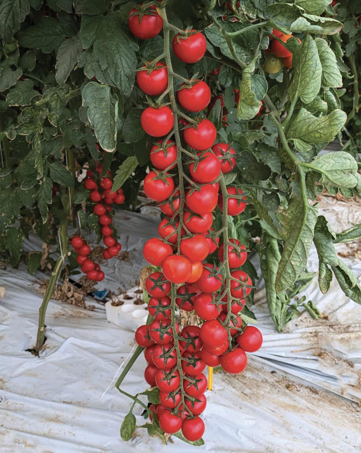 Σπόροι Τομάτας KERASINO F1 – 1.000 ΣΠΟΡΩΝ Σπόροι Τομάτας uniqueagro.eu