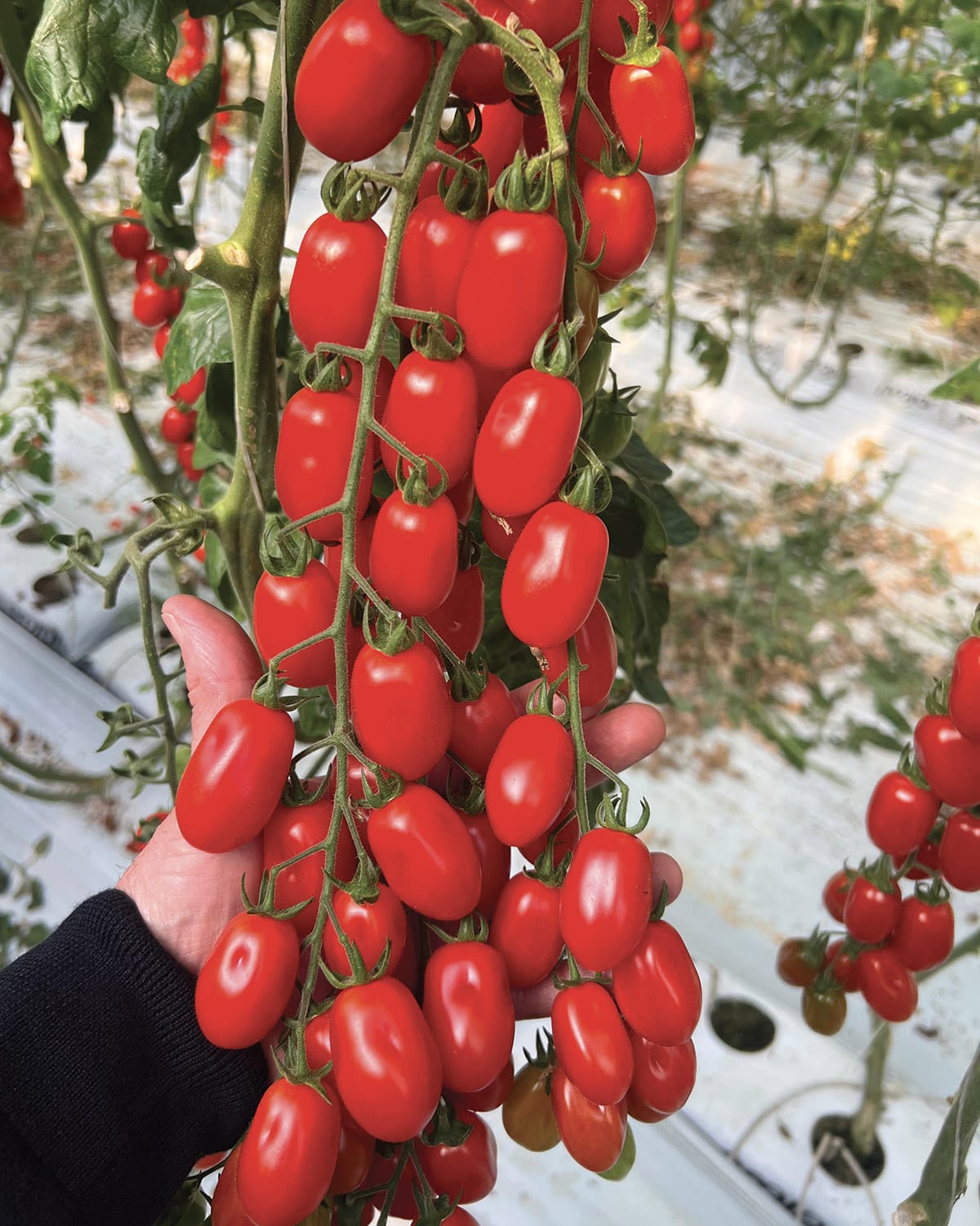 Σπόροι Τομάτας SOSPIRO F1 – 1.000 ΣΠΟΡΩΝ Σπόροι Κηπευτικών uniqueagro.eu