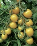 Σπόροι Τομάτας SUNLEMON F1 – 500 ΣΠΟΡΩΝ Σπόροι Κηπευτικών uniqueagro.eu